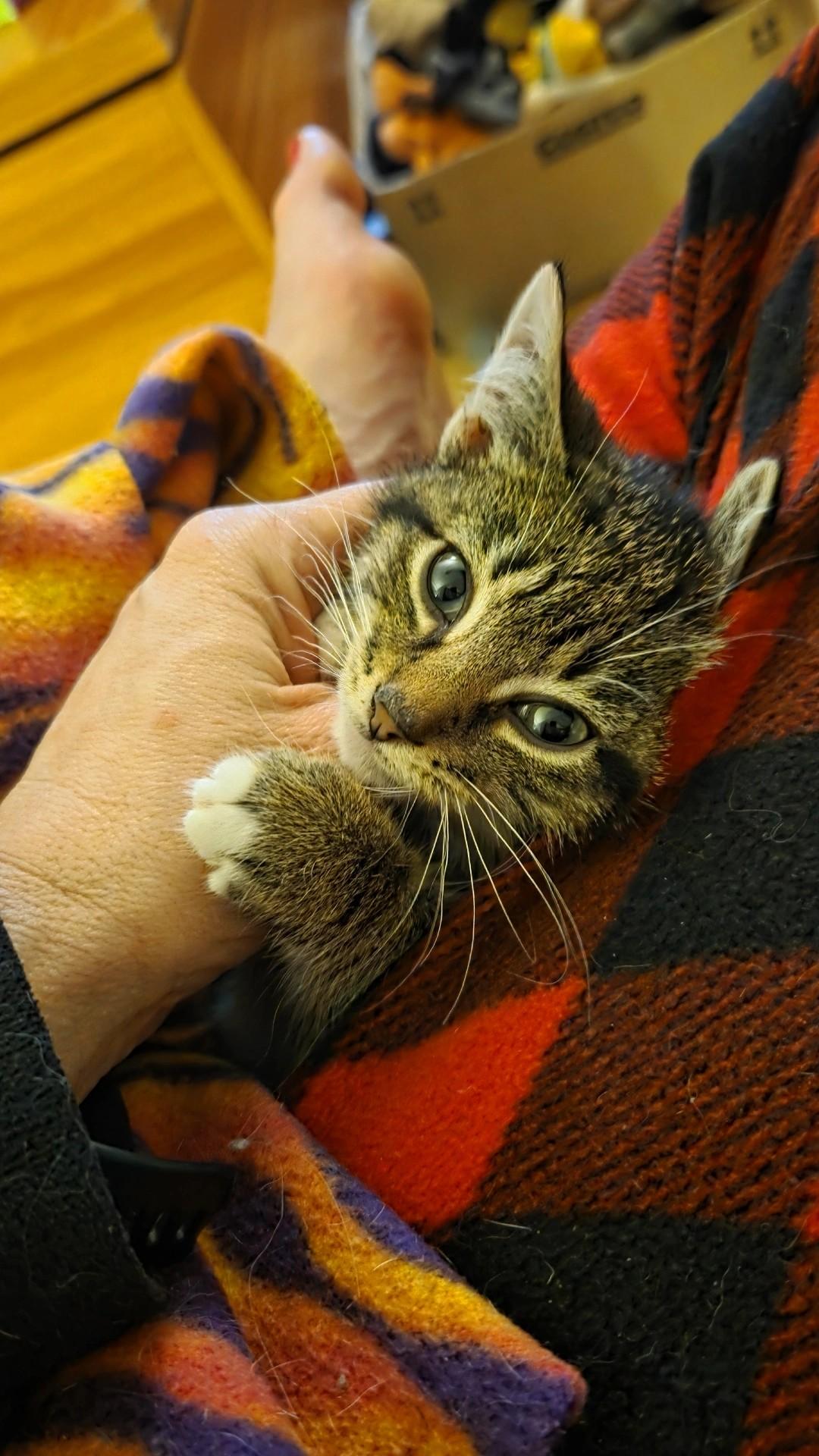 Sugaree, adoptable, Kitten Female Domestic Short Hair & Tabby.