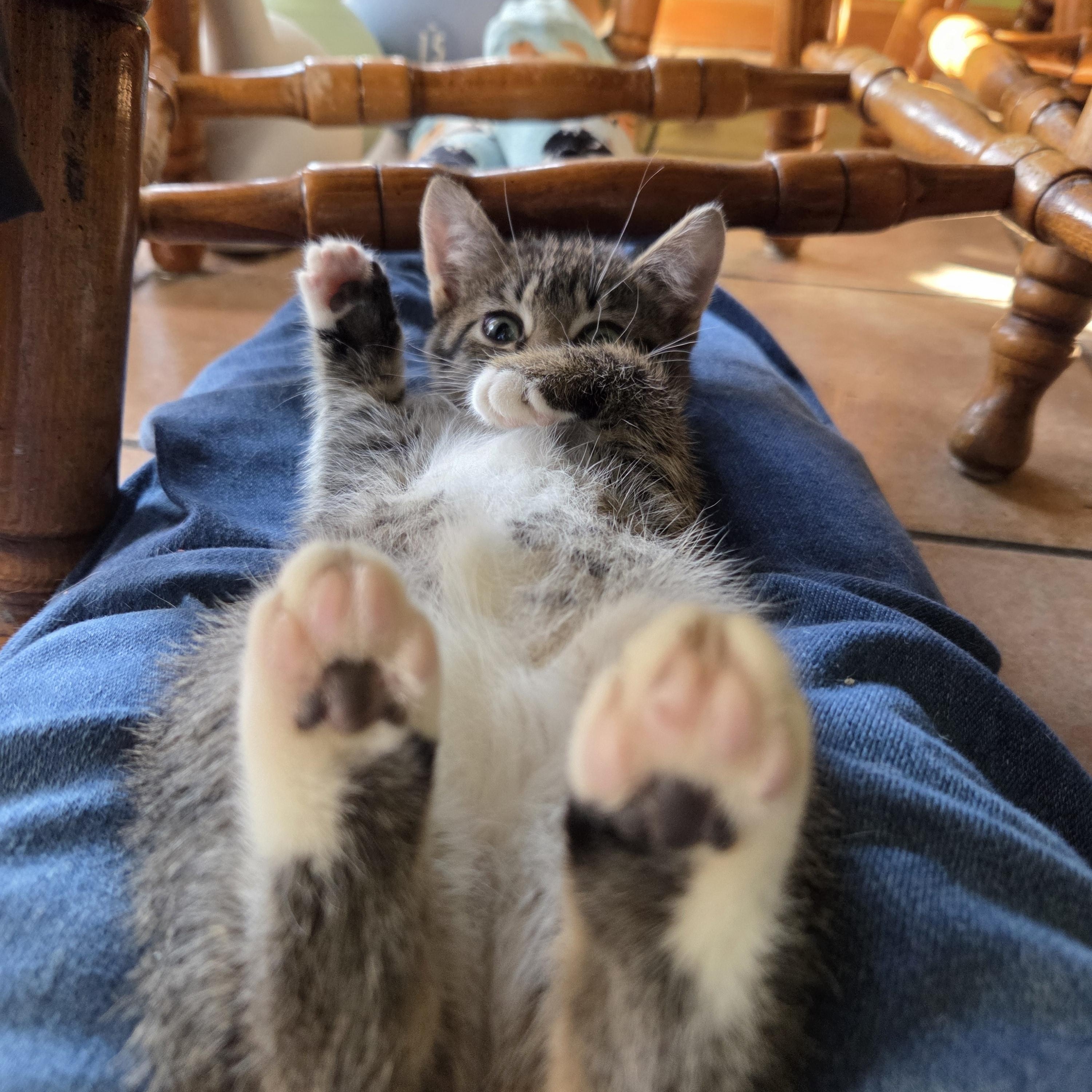 Enlarge Sugaree, an adoptable mixed breed in Racine, WI image 4/5