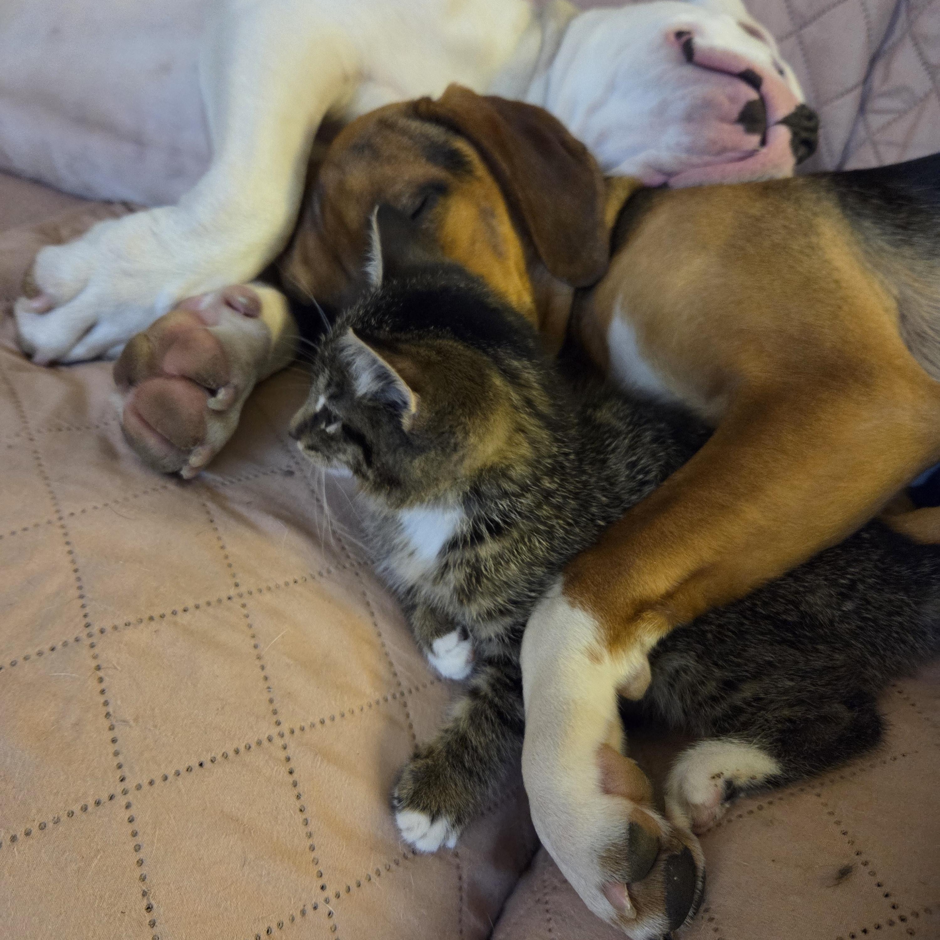 Enlarge Sugaree, an adoptable mixed breed in Racine, WI image 5/5