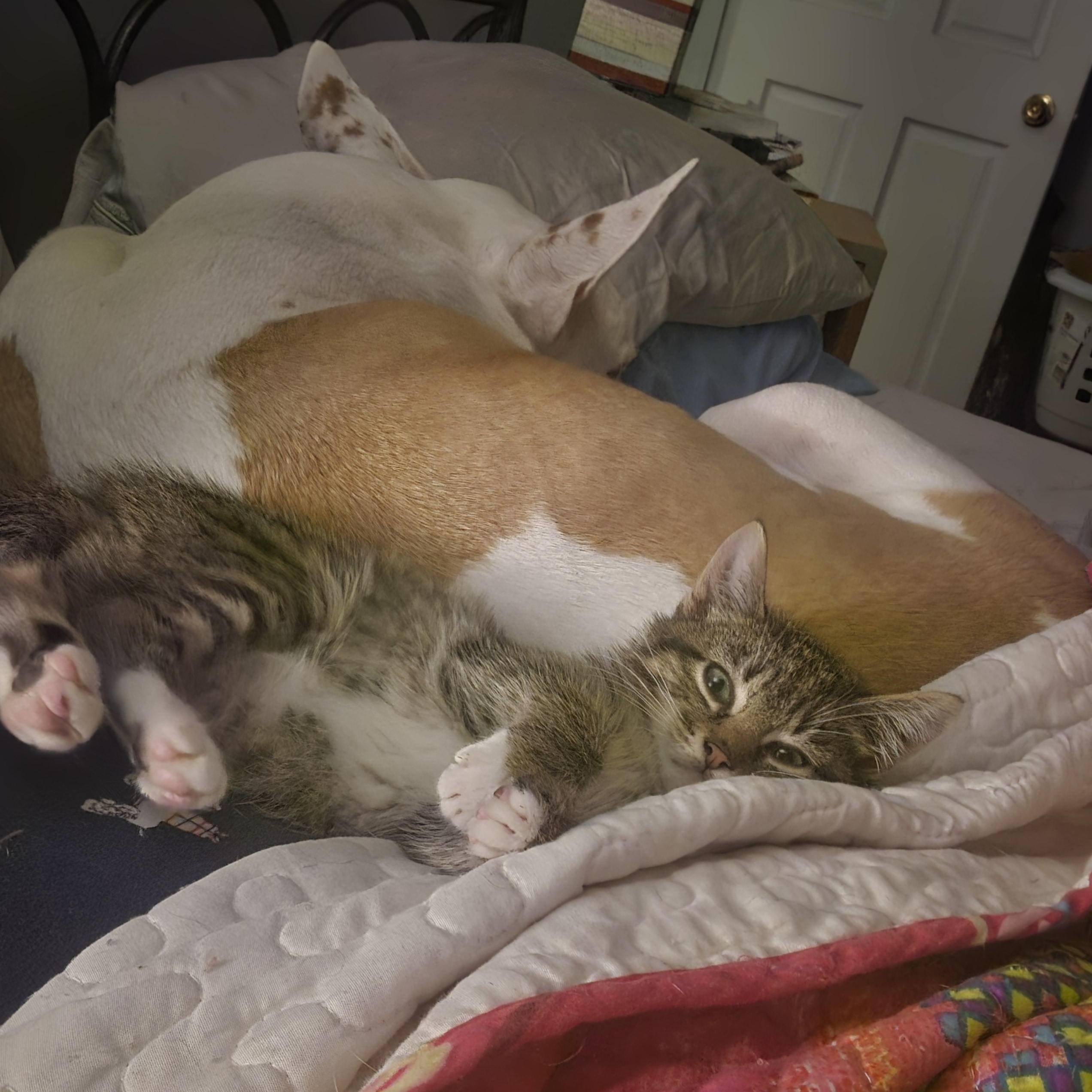 Enlarge Sugaree, an adoptable mixed breed in Racine, WI image 3/5