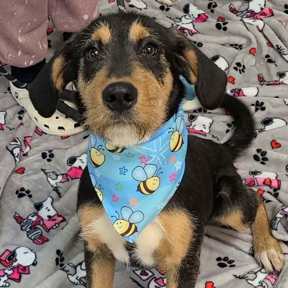 Enlarge Fitzgerald, a ADOPTABLE Mixed Breed in Woolwich, ME image 2/4