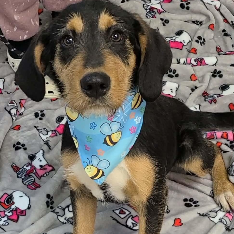 Fitzgerald, ADOPTABLE, Young Male Mixed Breed.