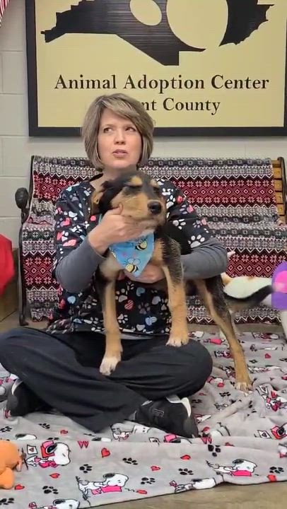 Enlarge Fitzgerald, a ADOPTABLE Mixed Breed in Woolwich, ME video 3/4