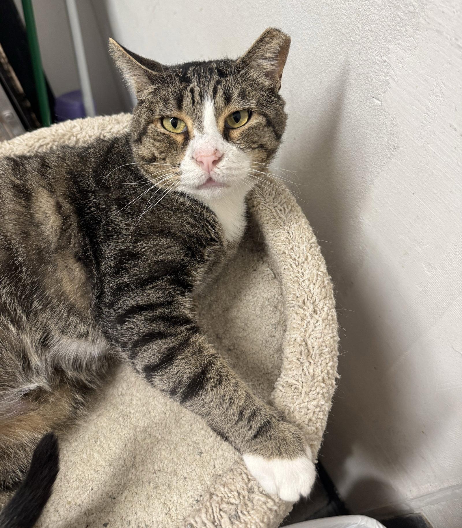 Noob, Adoptable, Adult Male Domestic Short Hair.
