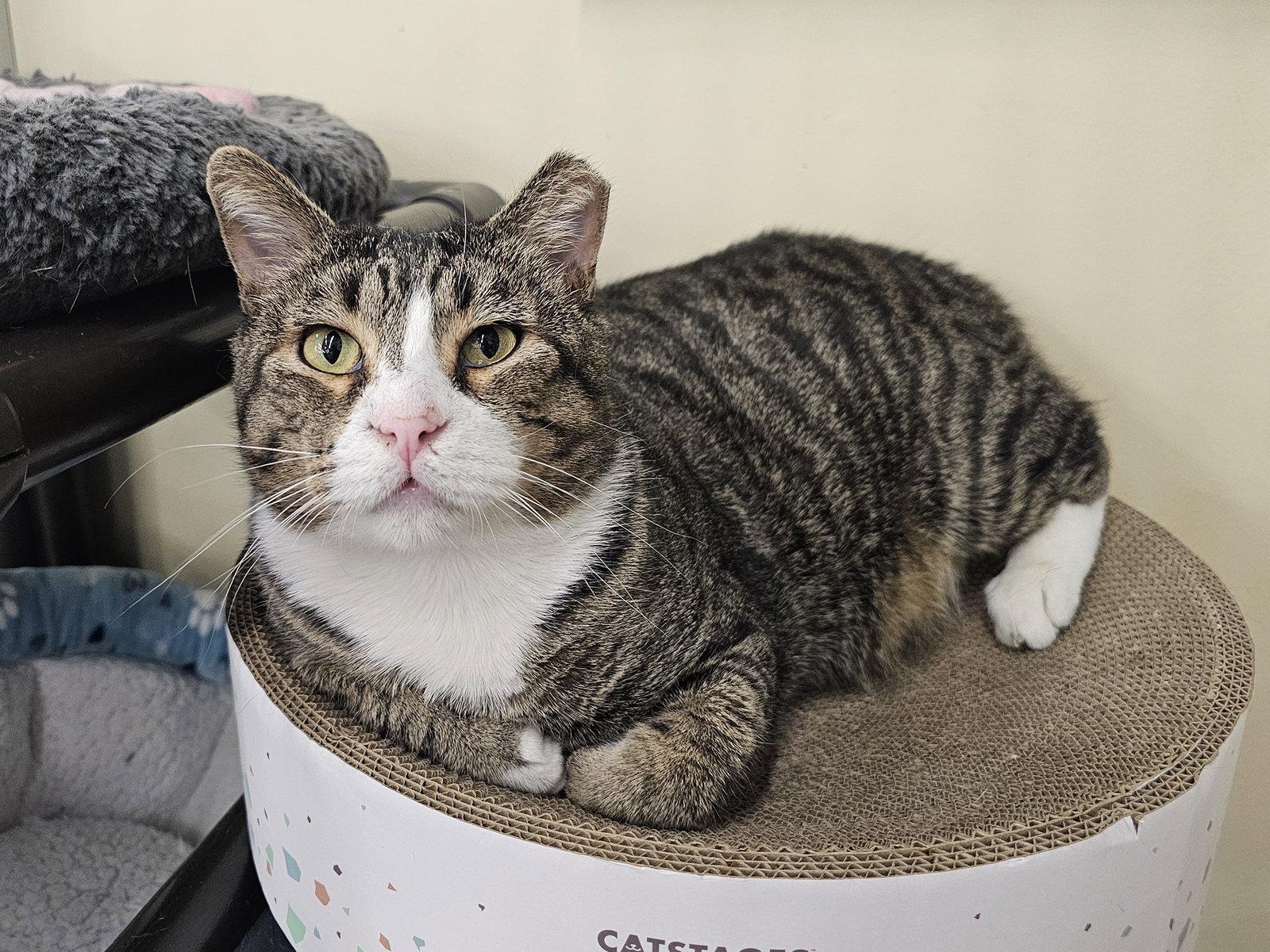 Enlarge Noob, a Adoptable Domestic Short Hair in Mission Viejo, CA image 1/3