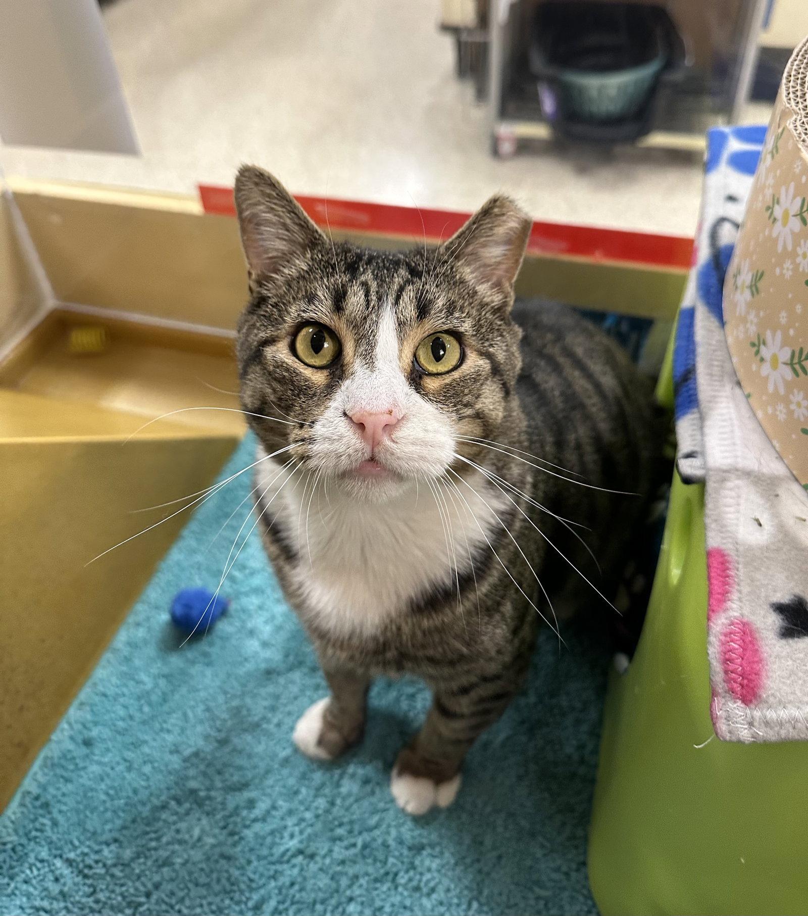 Enlarge Noob, a Adoptable Domestic Short Hair in Mission Viejo, CA image 2/3