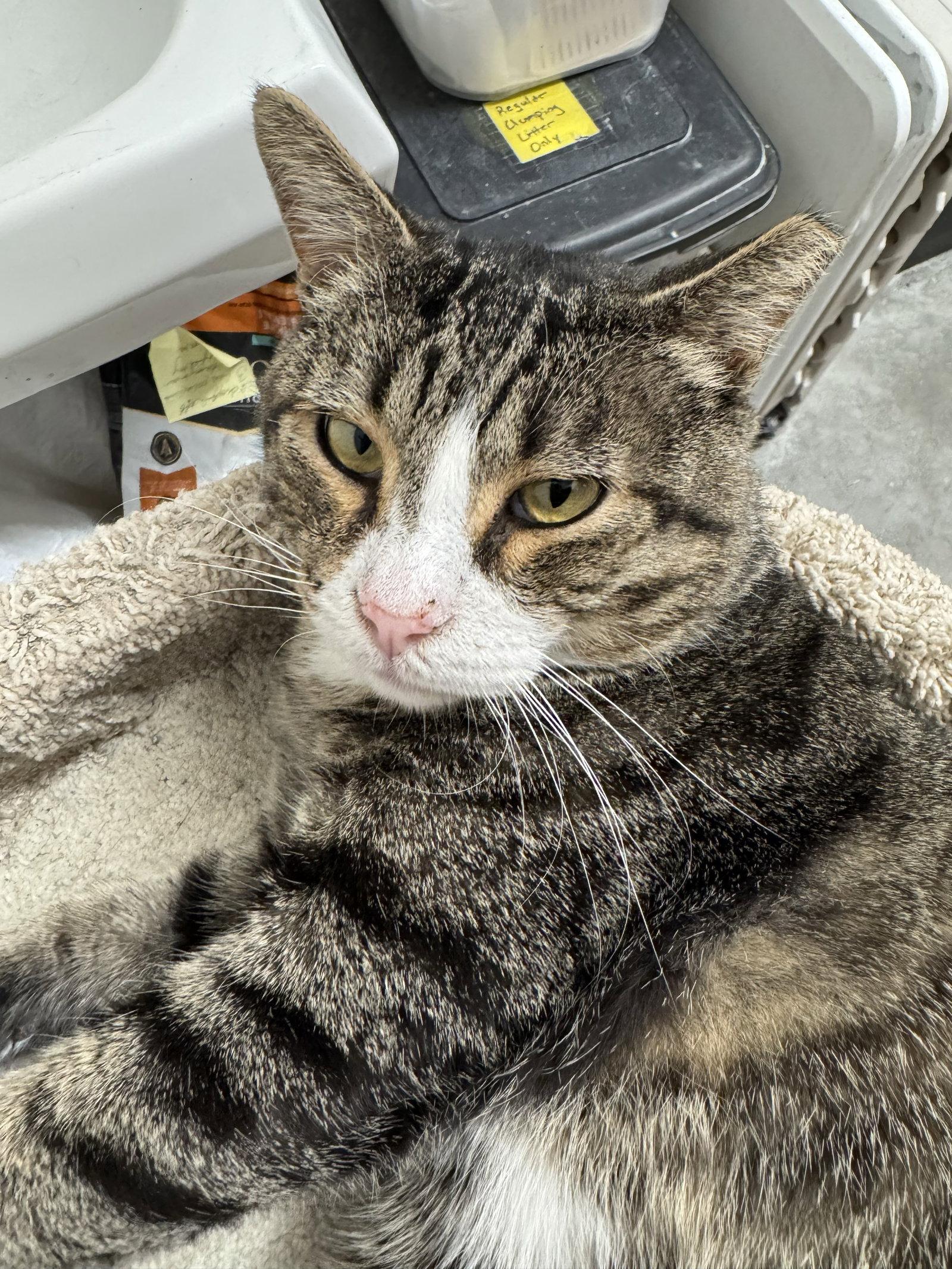 Enlarge Noob, a Adoptable Domestic Short Hair in Mission Viejo, CA image 2/3