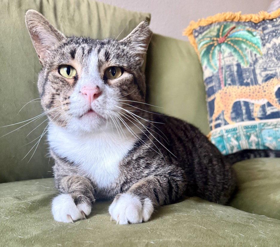 Enlarge Noob, a Adoptable Domestic Short Hair in Mission Viejo, CA image 3/3