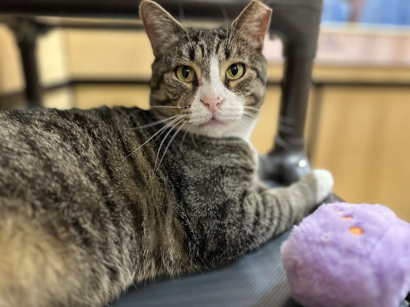 Enlarge Noob, a Adoptable Domestic Short Hair in Mission Viejo, CA image 3/3