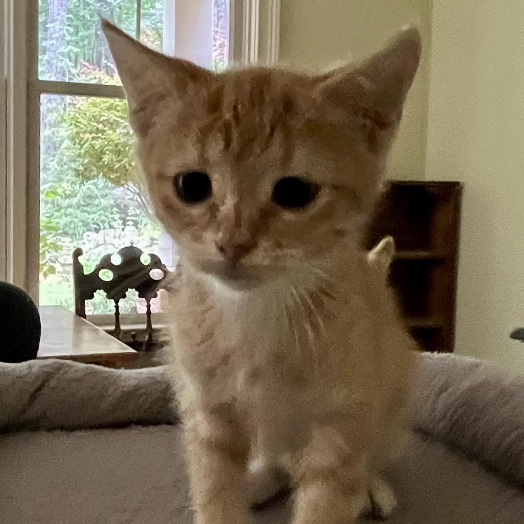 Daisy, Adoptable, Kitten Female Domestic Short Hair.
