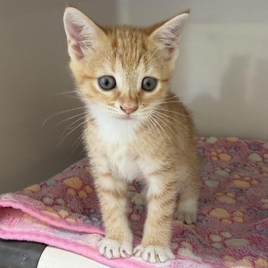 Daisy, a Adoptable Domestic Short Hair in Greensboro, GA image 2/3
