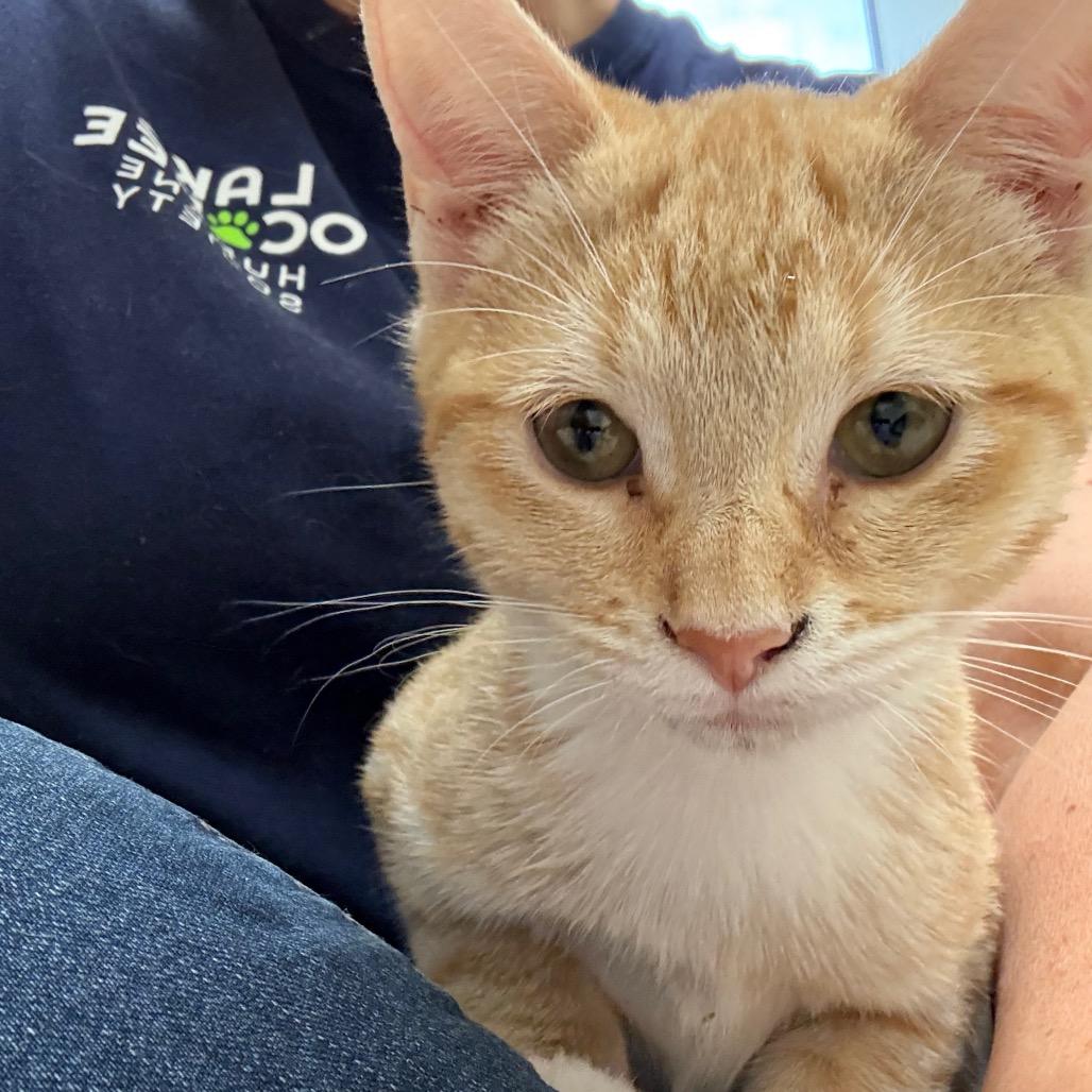 Enlarge Daisy, a Adoptable Domestic Short Hair in Greensboro, GA image 3/6