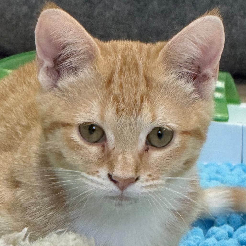 Enlarge Daisy, a Adoptable Domestic Short Hair in Greensboro, GA image 4/6