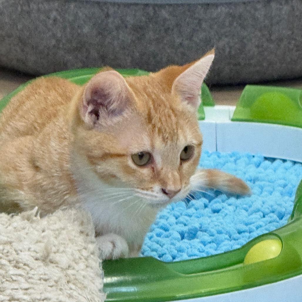 Enlarge Daisy, a Adoptable Domestic Short Hair in Greensboro, GA image 5/6