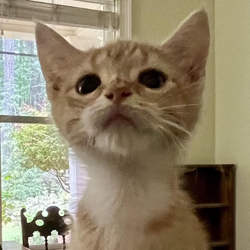 Daisy, a Adoptable Domestic Short Hair in Greensboro, GA image 3/3