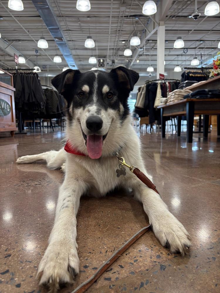 Enlarge Buddy, a Adoptable mixed breed in Lancaster, PA image 1/6