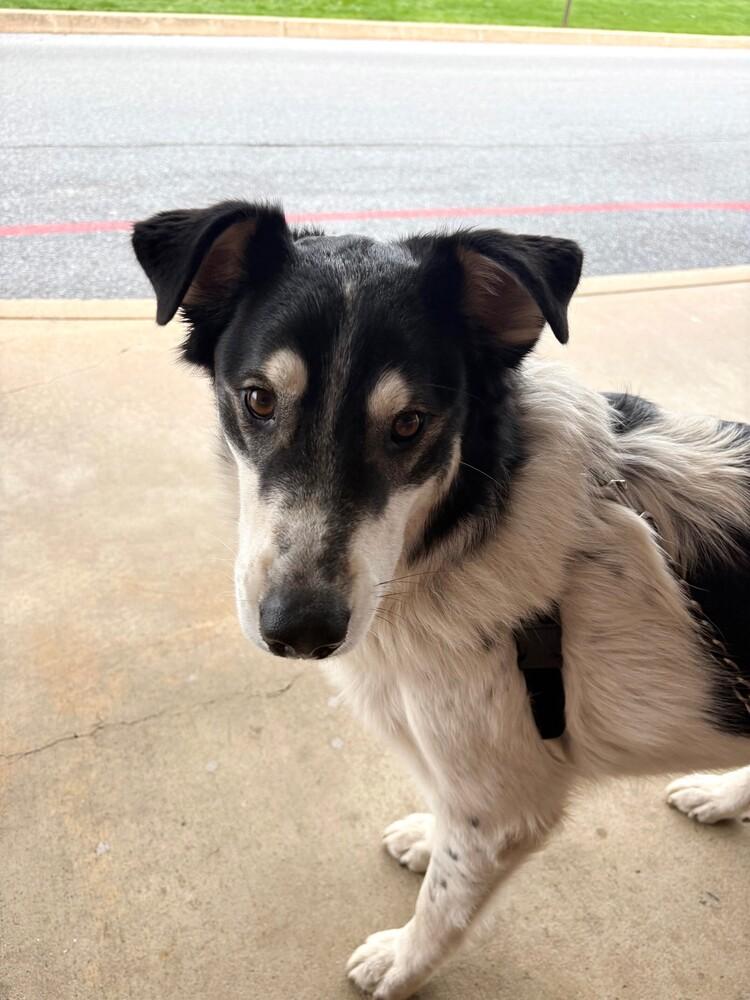 Buddy, Adoptable, Young Male Husky.