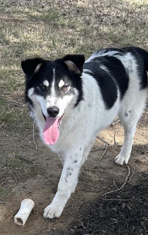 Enlarge Buddy, a Adoptable mixed breed in Lancaster, PA image 3/6