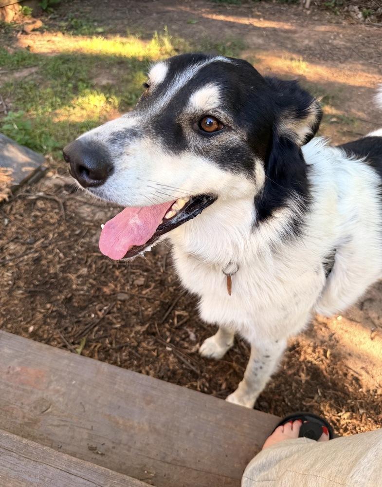 Buddy, a Adoptable mixed breed in Lancaster, PA image 1/6