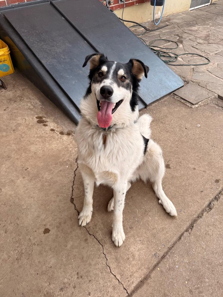 Enlarge Buddy, a Adoptable mixed breed in Lancaster, PA image 2/6