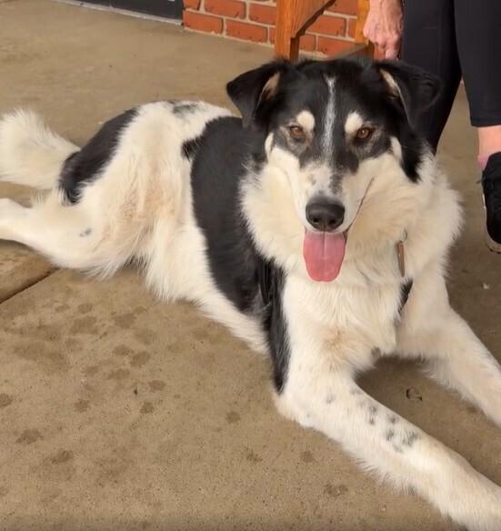 Enlarge Buddy, a Adoptable mixed breed in Lancaster, PA image 3/6