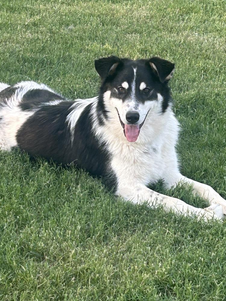 Enlarge Buddy, a Adoptable mixed breed in Lancaster, PA image 4/6