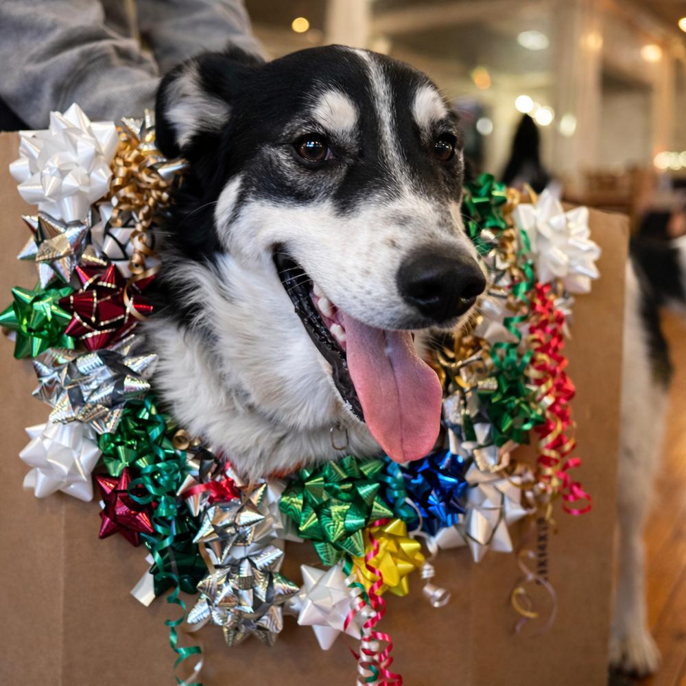 Enlarge Buddy, a Adoptable mixed breed in Lancaster, PA image 2/6
