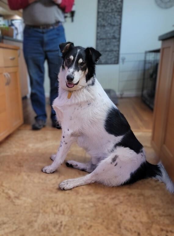Buddy, a Adoptable mixed breed in Lancaster, PA image 3/6