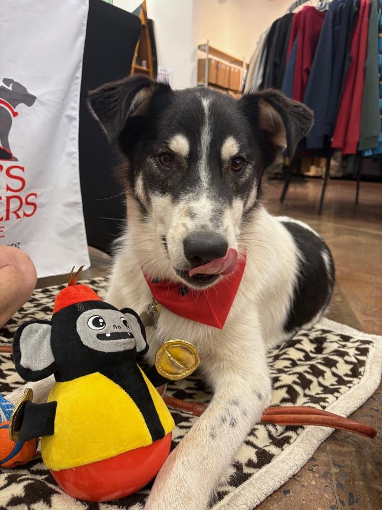 Enlarge Buddy, a Adoptable mixed breed in Lancaster, PA image 5/6