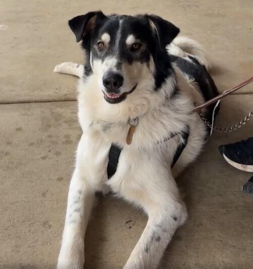 Enlarge Buddy, a Adoptable mixed breed in Lancaster, PA image 4/6
