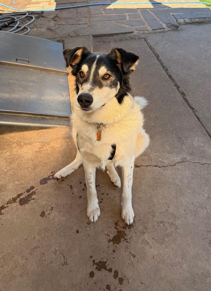 Enlarge Buddy, a Adoptable mixed breed in Lancaster, PA image 5/6