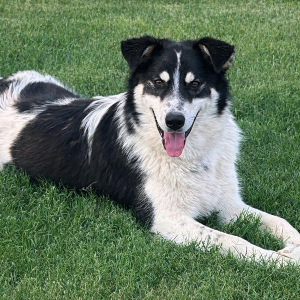 Buddy, a Adoptable mixed breed in Lancaster, PA image 4/6