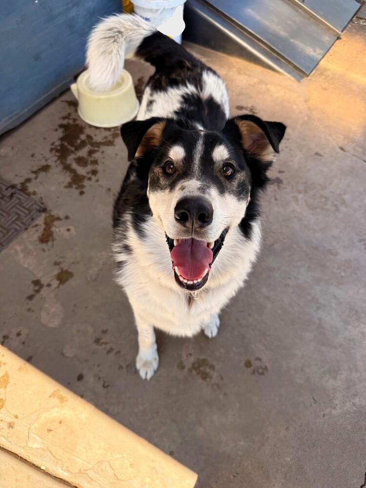 Enlarge Buddy, a Adoptable mixed breed in Lancaster, PA image 6/6