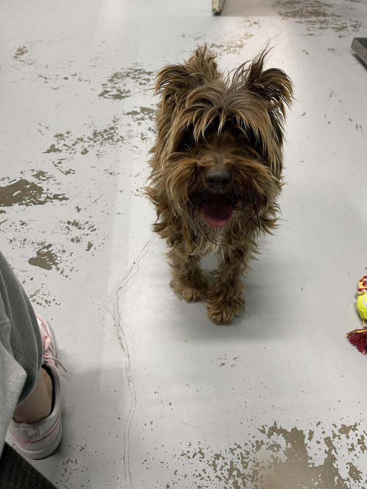 Enlarge Brownie, a Adopted Schnauzer in Chattanooga, TN image 1/3