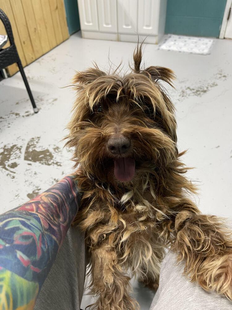 Enlarge Brownie, a Adopted Schnauzer in Chattanooga, TN image 2/3