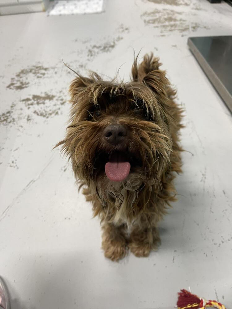 Enlarge Brownie, a Adopted Schnauzer in Chattanooga, TN image 3/3