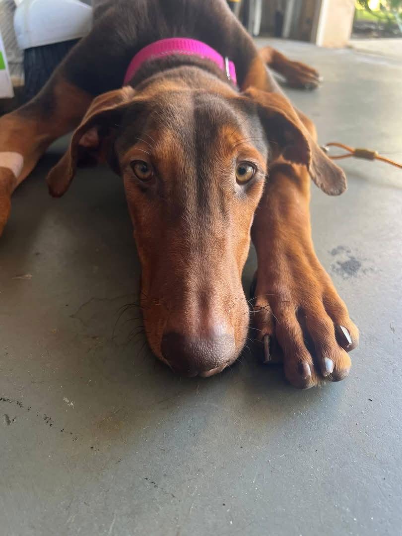Enlarge Sugarplum 3497, a Adoptable Doberman Pinscher in Oakland Park, FL image 1/3