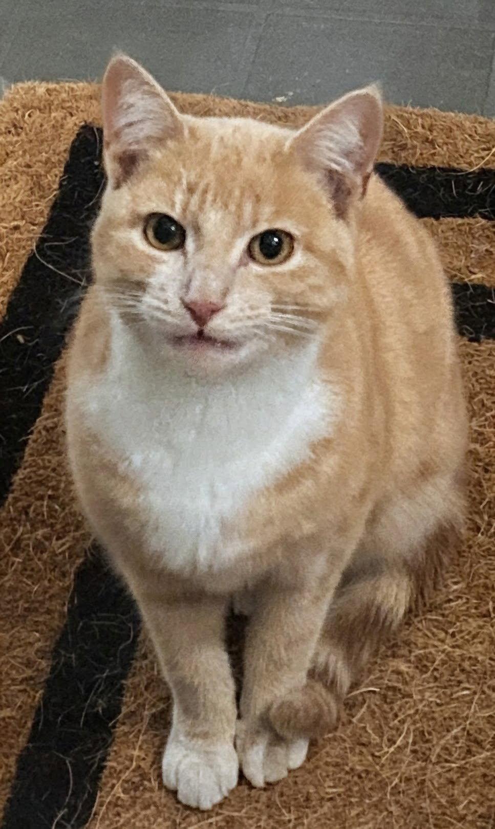 Eva 8.15.25, Adoptable, Young Female Domestic Short Hair.