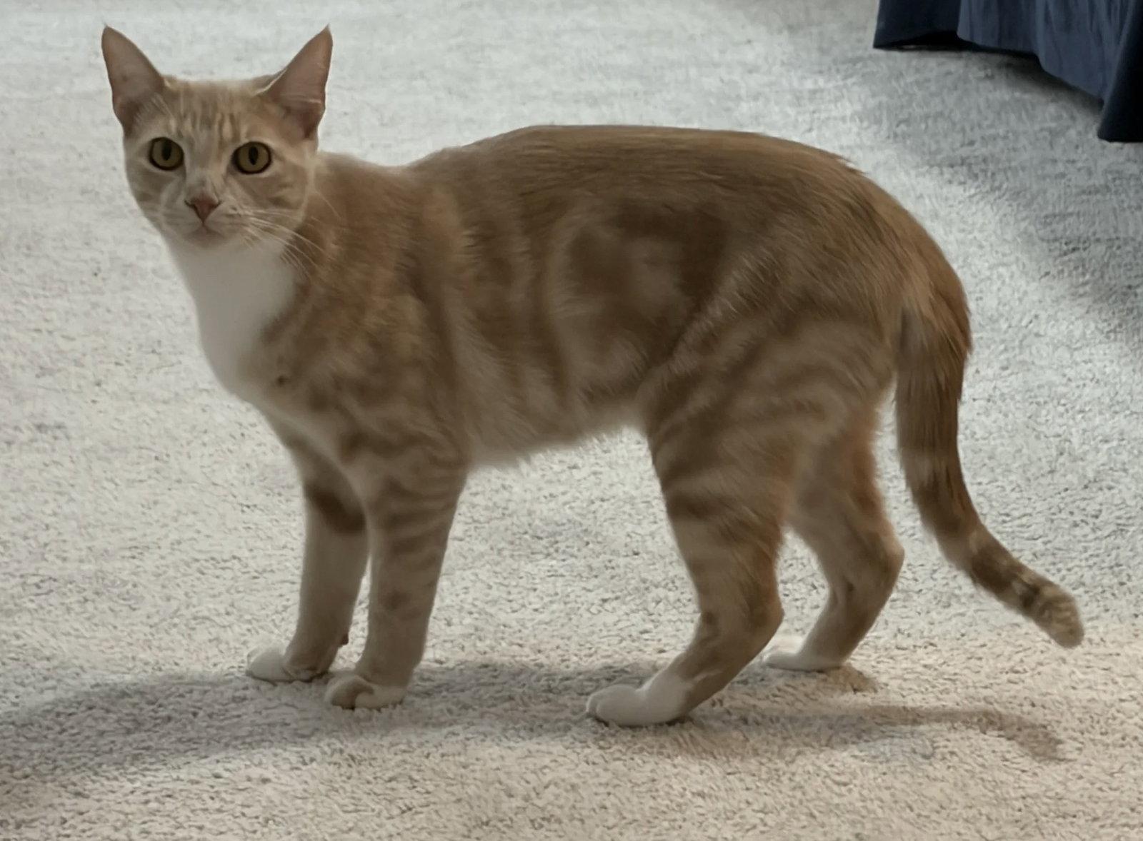 Eva 8.15.25 (From Our Home to Yours), Adoptable, Young Female Domestic Short Hair.