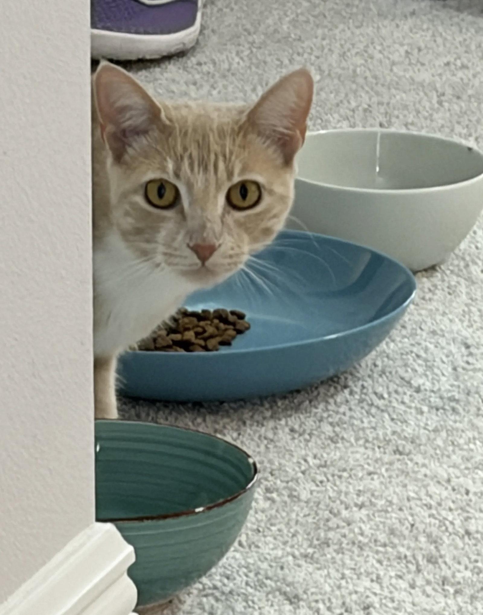 Eva 8.15.25 (From Our Home to Yours), a Adoptable Domestic Short Hair in Apopka, FL image 2/3