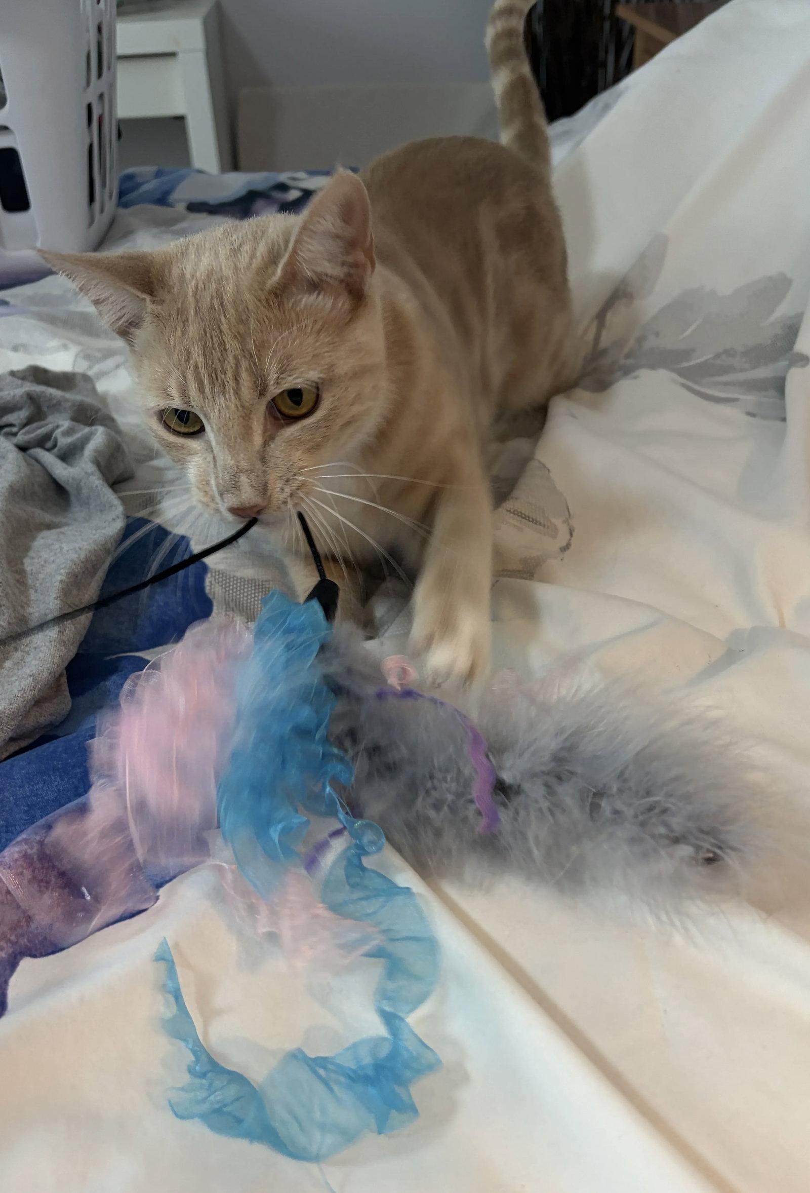 Eva 8.15.25 (From Our Home to Yours), a Adoptable Domestic Short Hair in Apopka, FL image 3/3