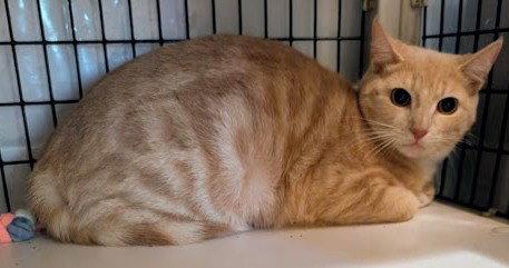 Enlarge Eva 8.15.25, a Adoptable Domestic Short Hair in Apopka, FL image 2/2