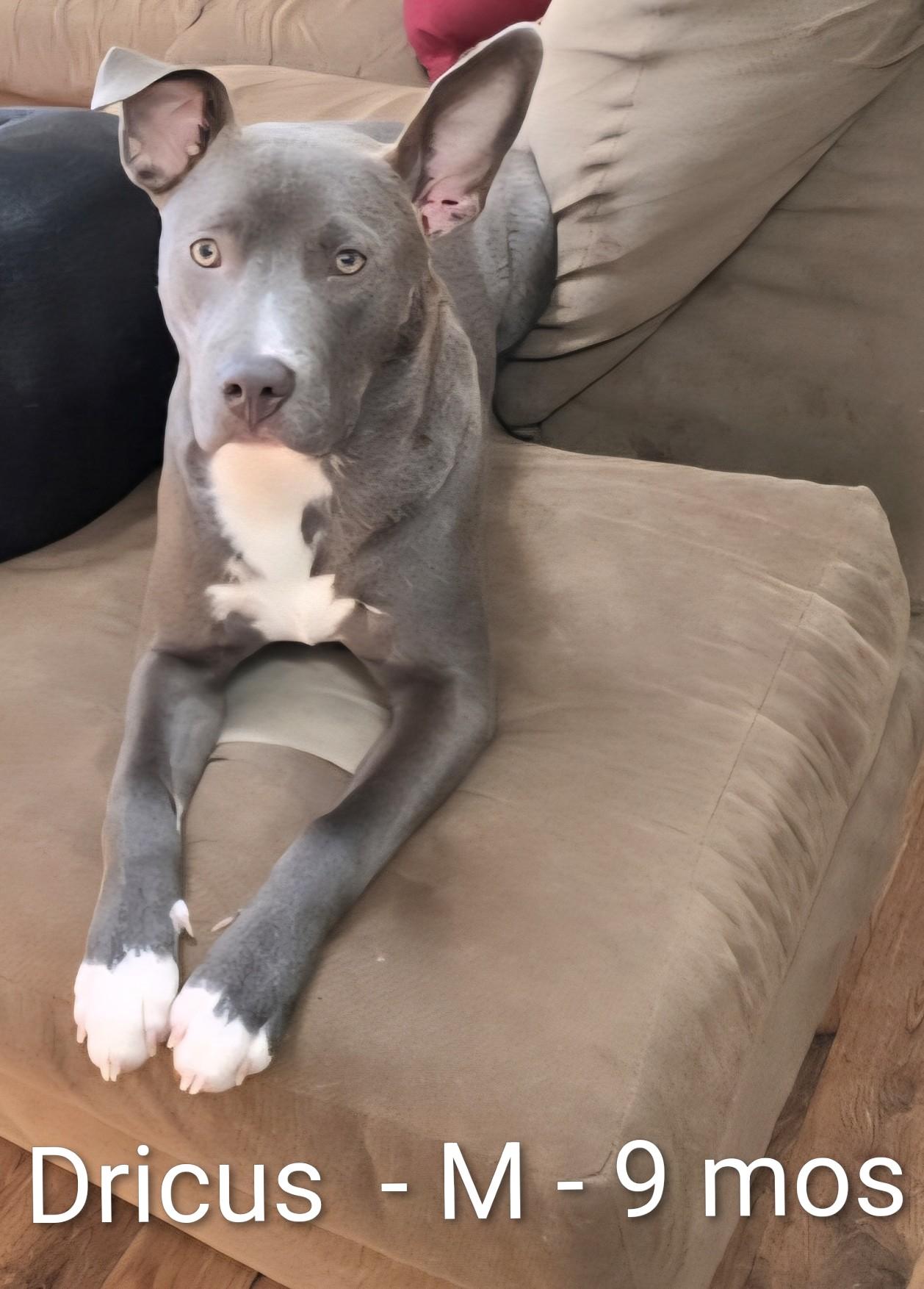 Dricus, ADOPTABLE, Young Male Pit Bull Terrier.