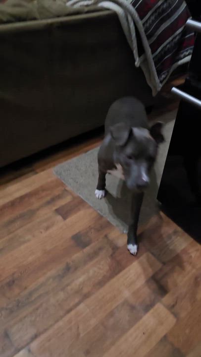 Enlarge Dricus, a ADOPTABLE mixed breed in Calera, AL video 2/4