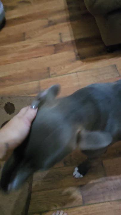 Enlarge Dricus, a ADOPTABLE mixed breed in Calera, AL video 4/4