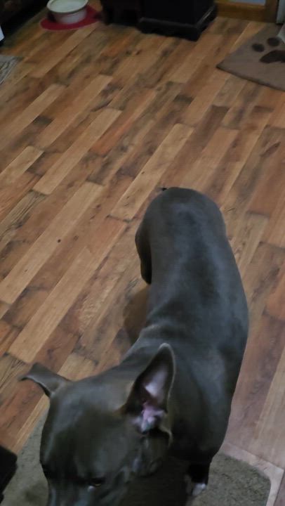 Enlarge Dricus, a ADOPTABLE mixed breed in Calera, AL video 3/4