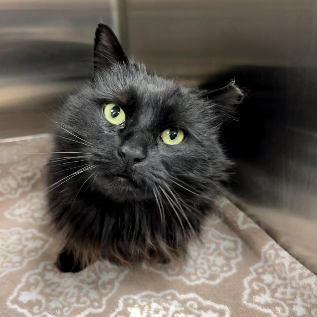 Enlarge Cinders, a Adoptable Domestic Long Hair in Wind Gap, PA image 1/1