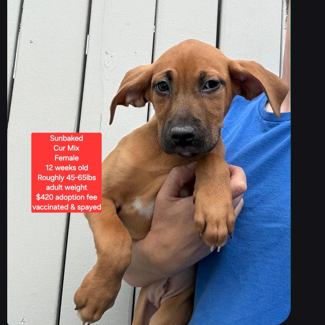 Sunbaked, ADOPTABLE, Puppy Female Black Mouth Cur.