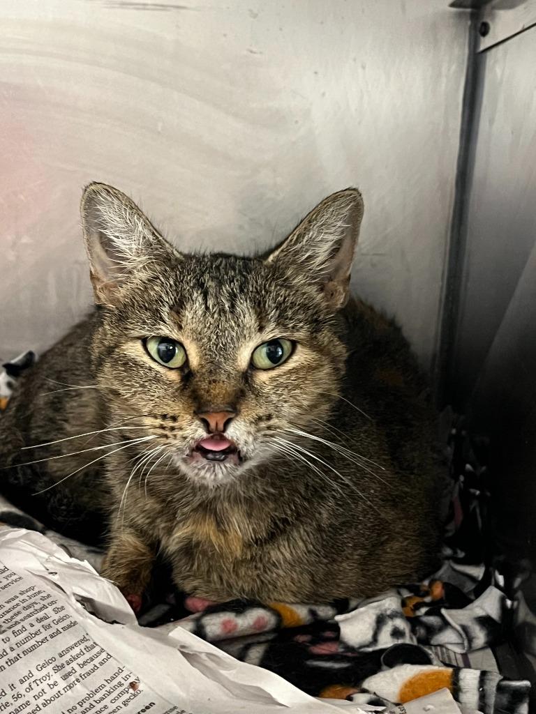 Kaiju, Adoptable, Adult Female Domestic Short Hair.