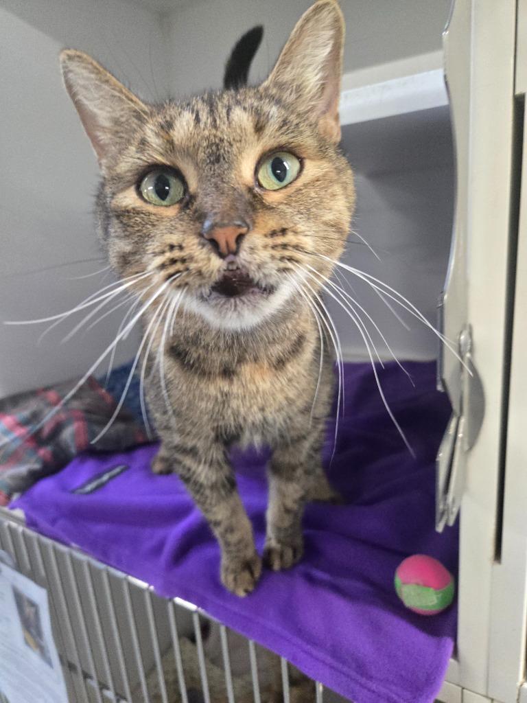 Enlarge Kaiju, a Adoptable mixed breed in Dearborn, MI image 2/2